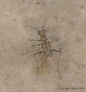 Ellipsoptera hamata